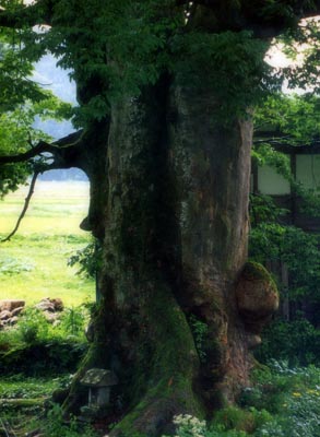 樹齢約1,500年といわれる大欅